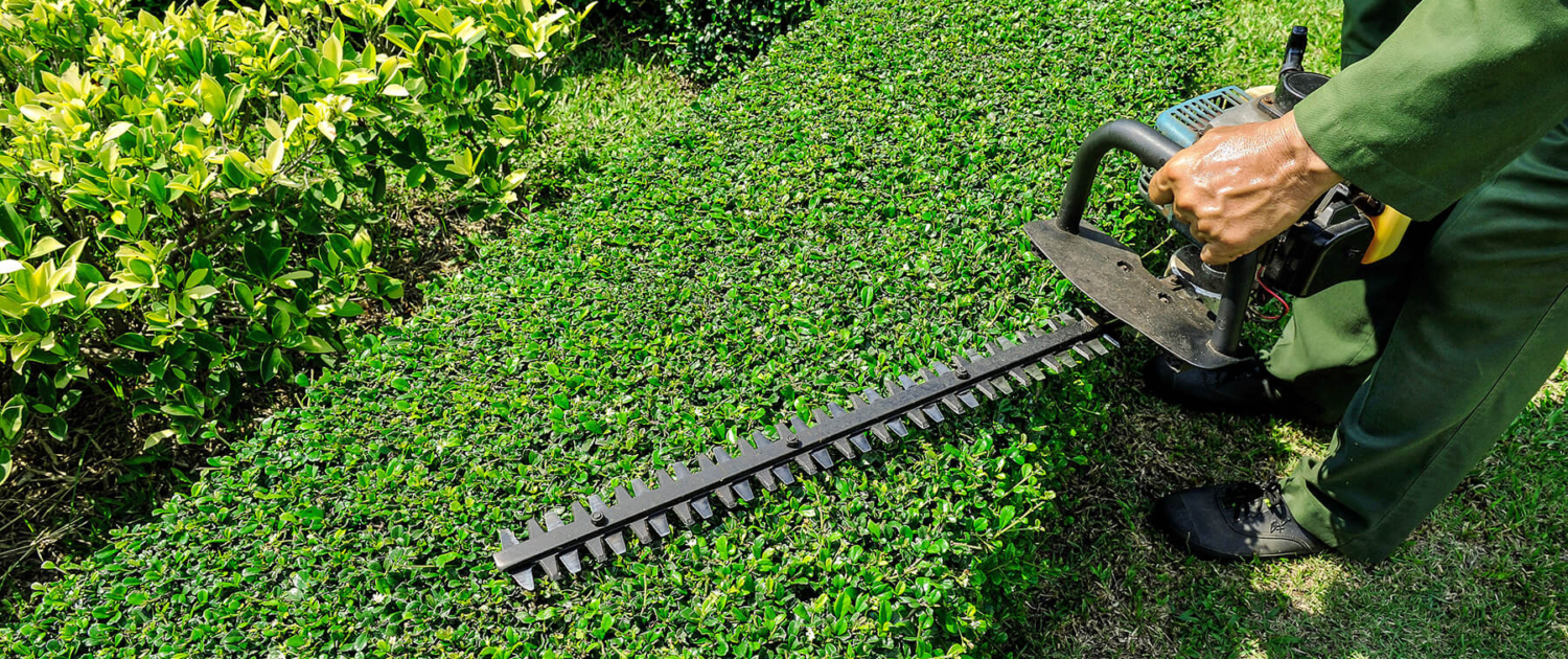 Pruning and Maintenance