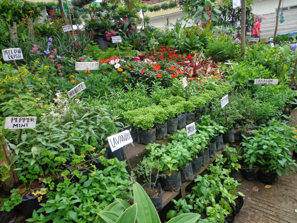 Purchase Plant or Start from Scratch 