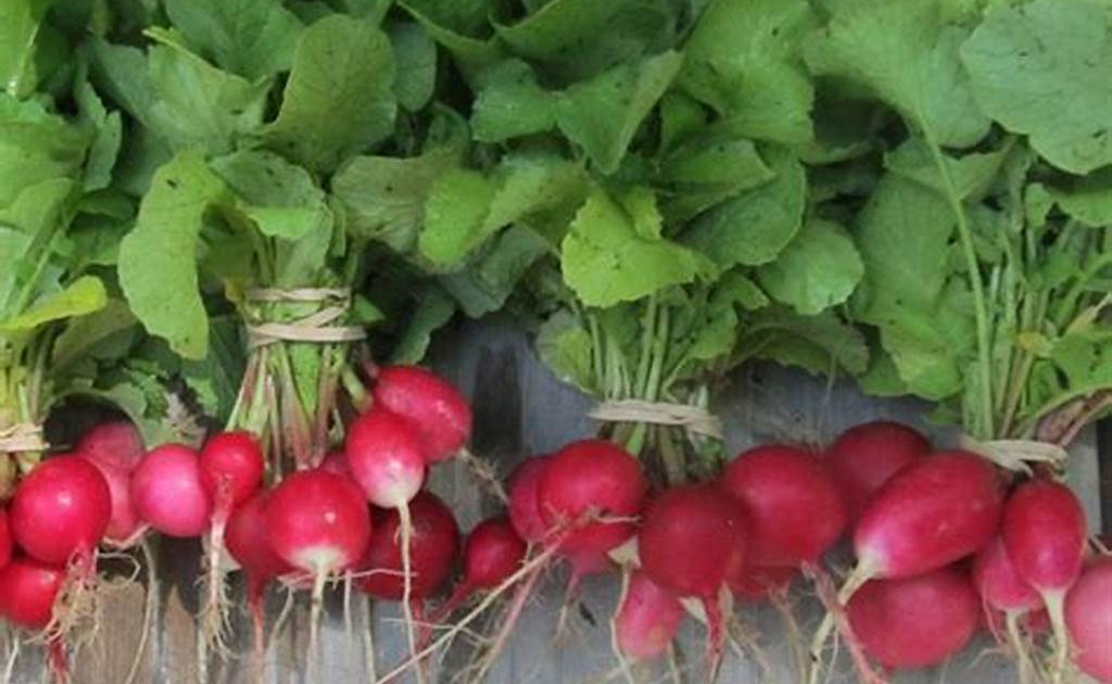 Radishes