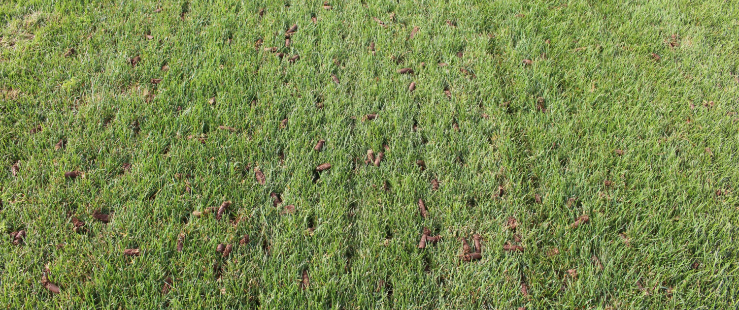 Regional Considerations