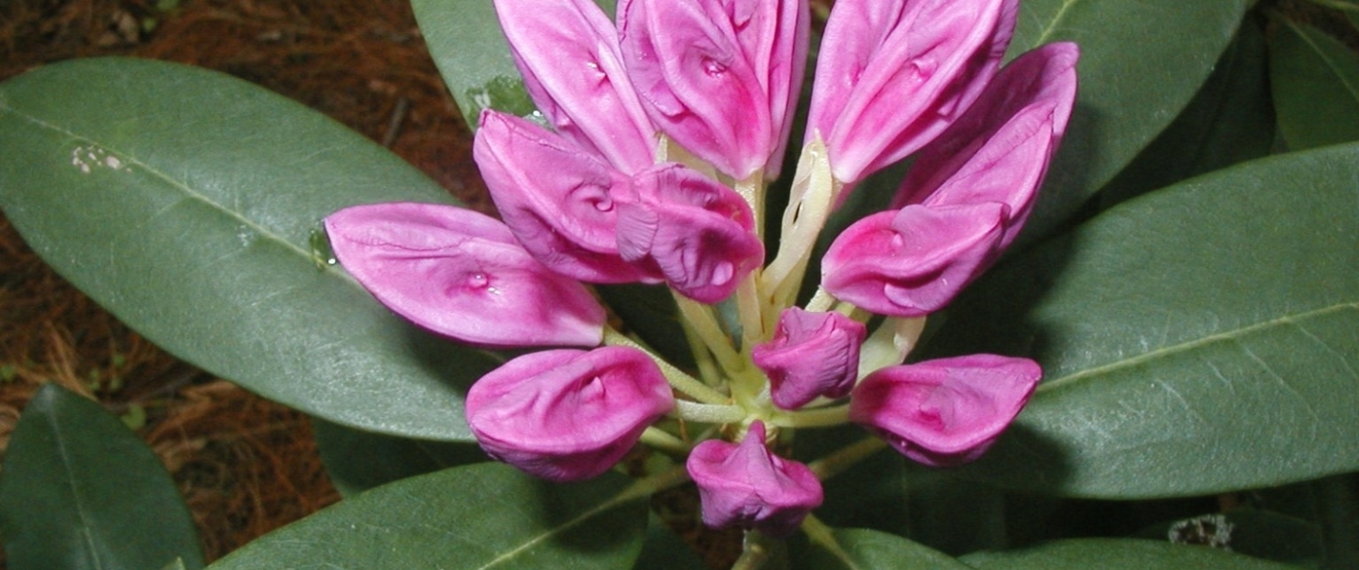 Rhododendrons