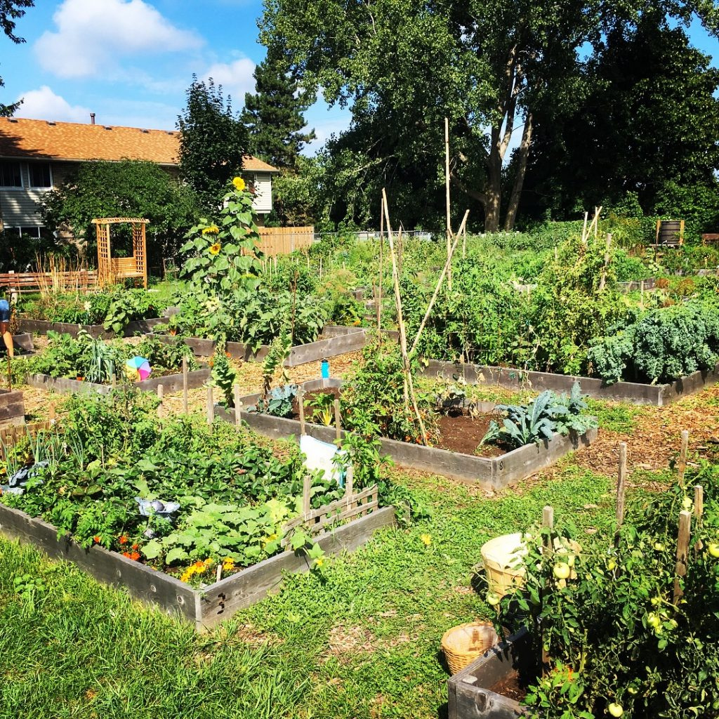 Setting up your plants outside