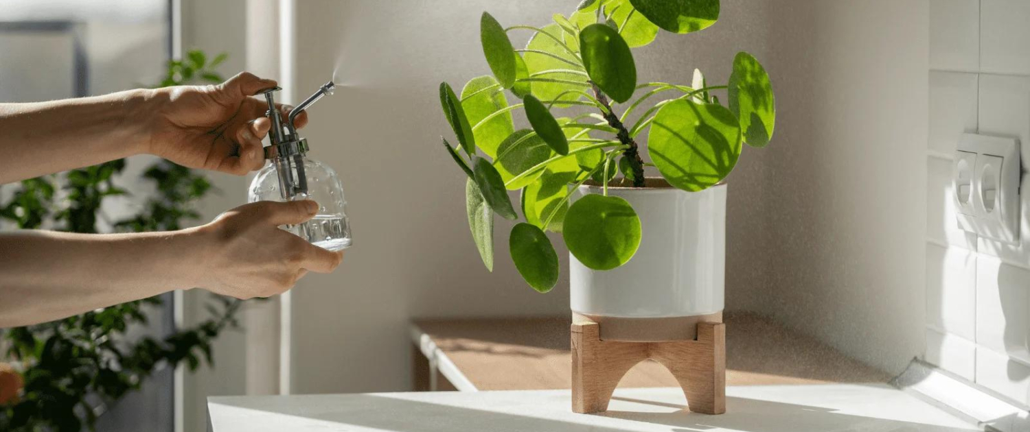 Shared Indoor Gardening Tips Across Regions 