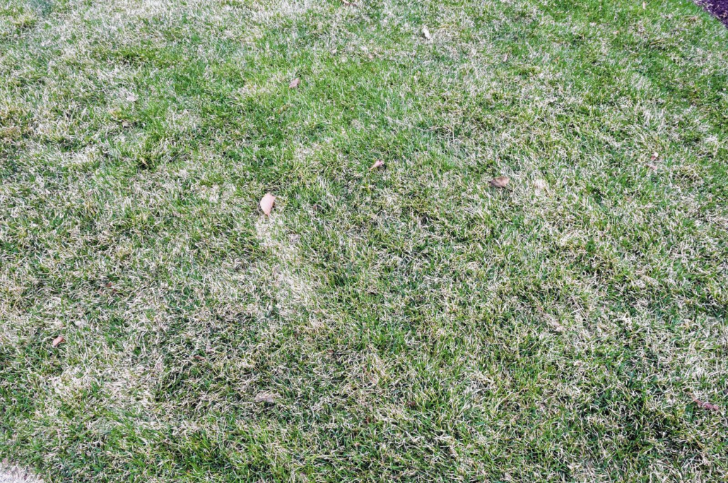 Shared Winter Lawn Care Wisdom Across Regions Picture