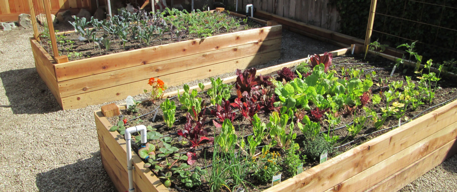 Starting Your Organic Vegetable Patch A Beginner's Guide (4)