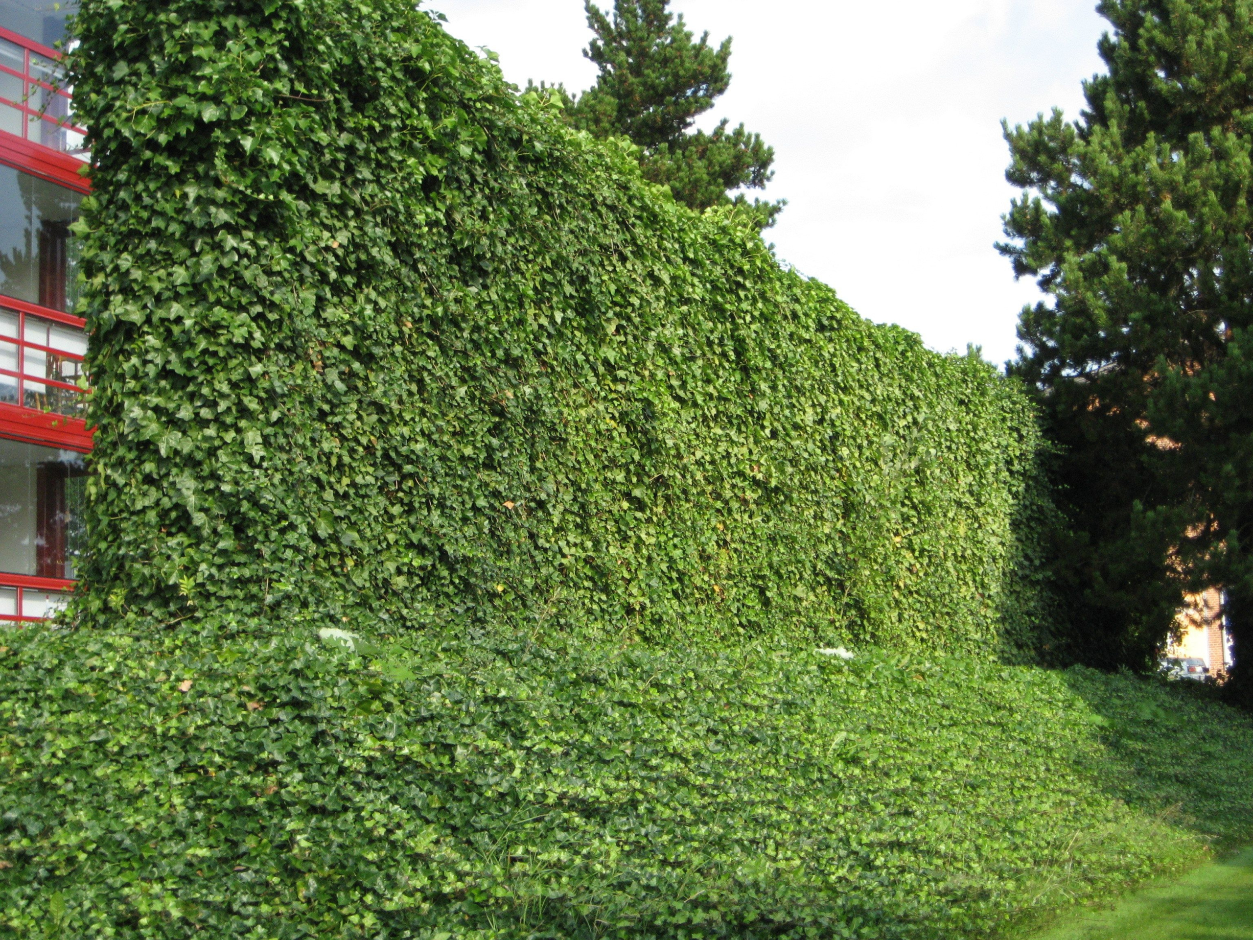 Summer Care for Hedges