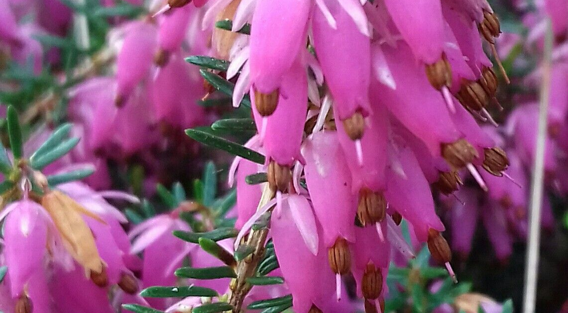 Vancouver Island Coastal Gardening Gems