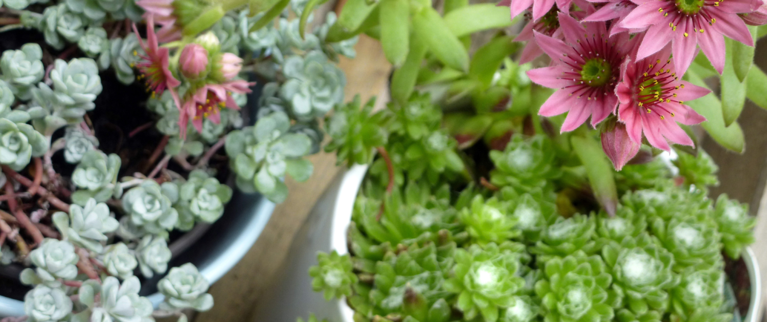 Vancouver Island Coastal Green Havens Indoors 