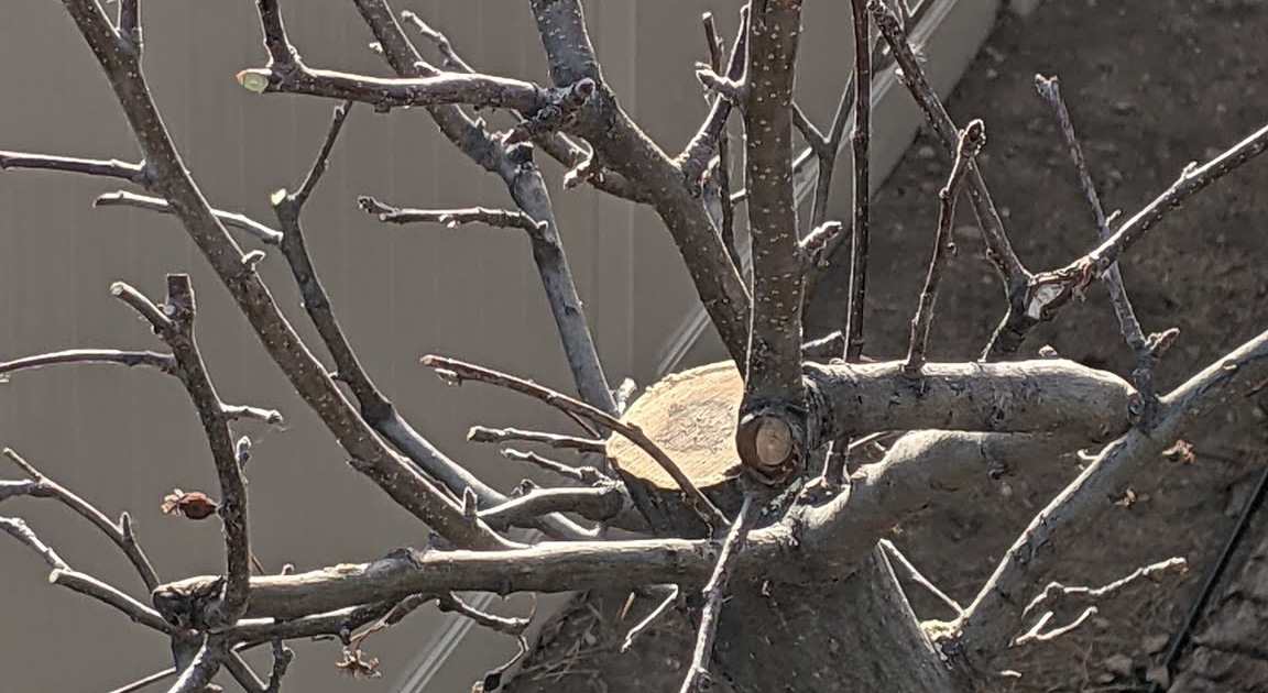 Vancouver Island Coastal Tree Care Guidelines