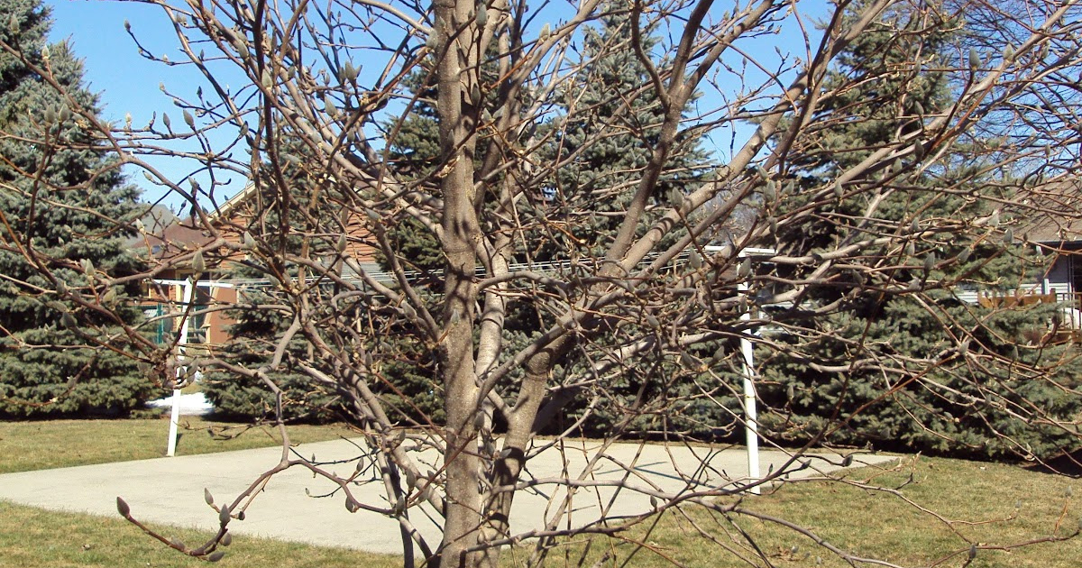 Lower Mainland Urban Tree Care Rhythms