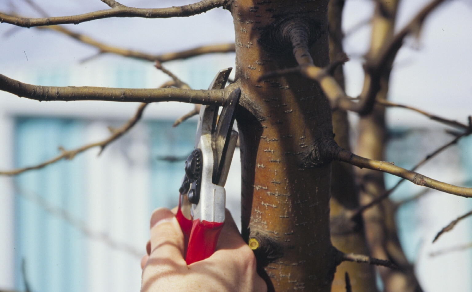 Winter Pruning Dos and Don’ts