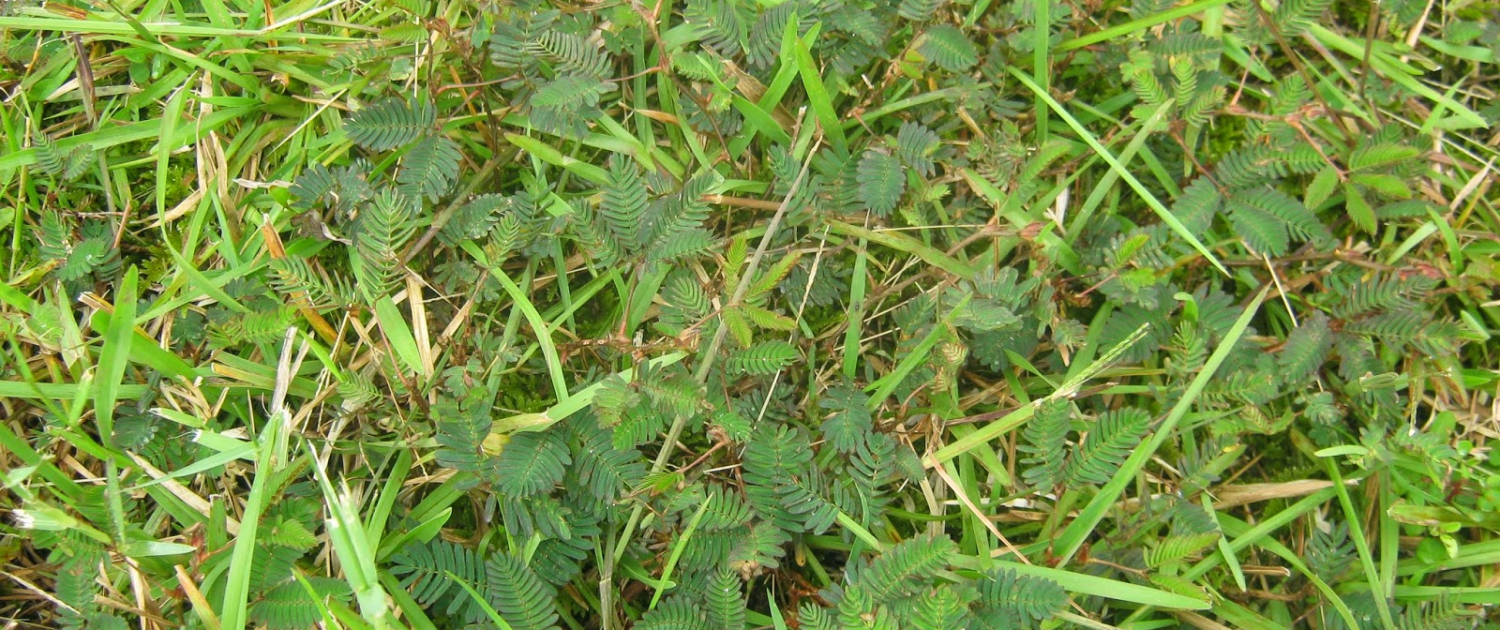 Weed Woes in the Lower Mainland