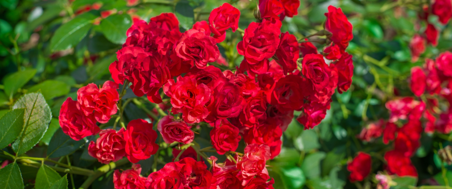 5 Essential Tips Every Gardener Should Know (2)