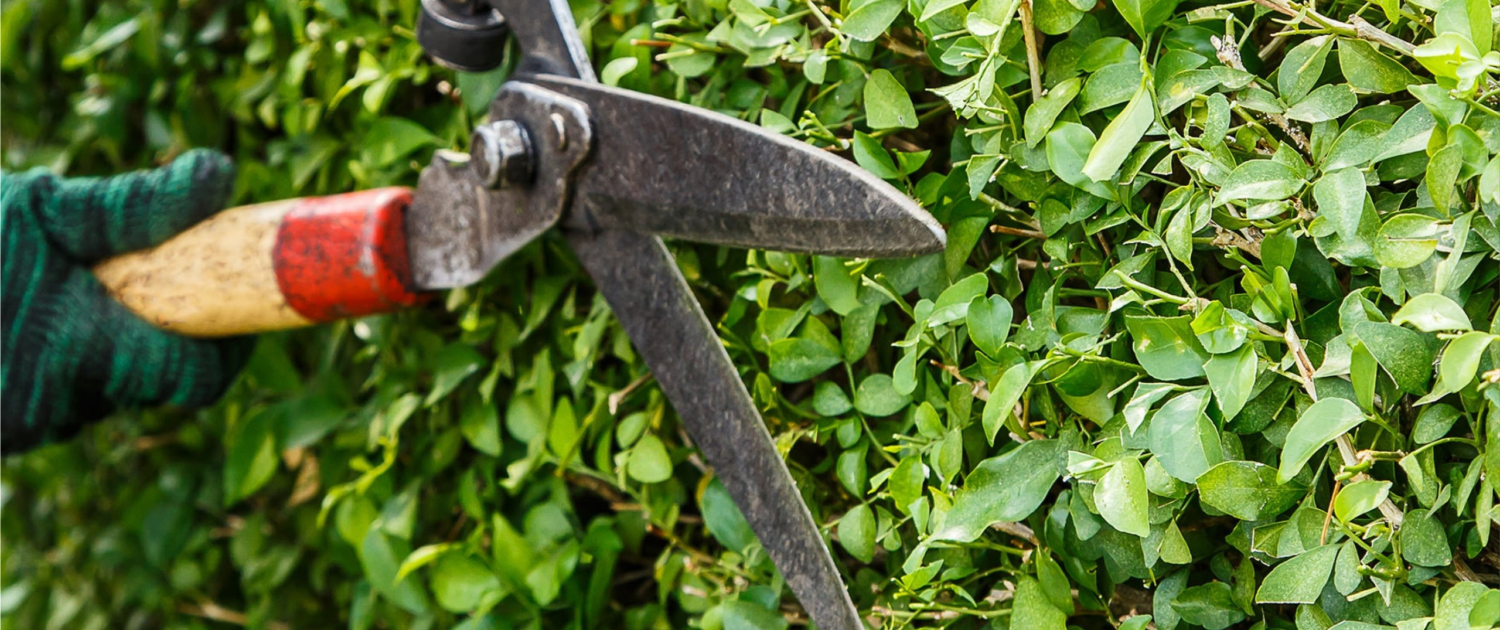 Autumn Hedge Care Guidelines