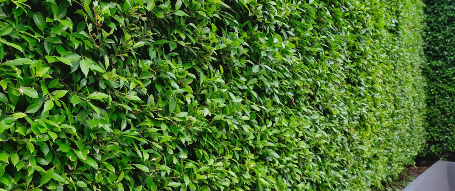 Autumn Hedge Care Guidelines (2)