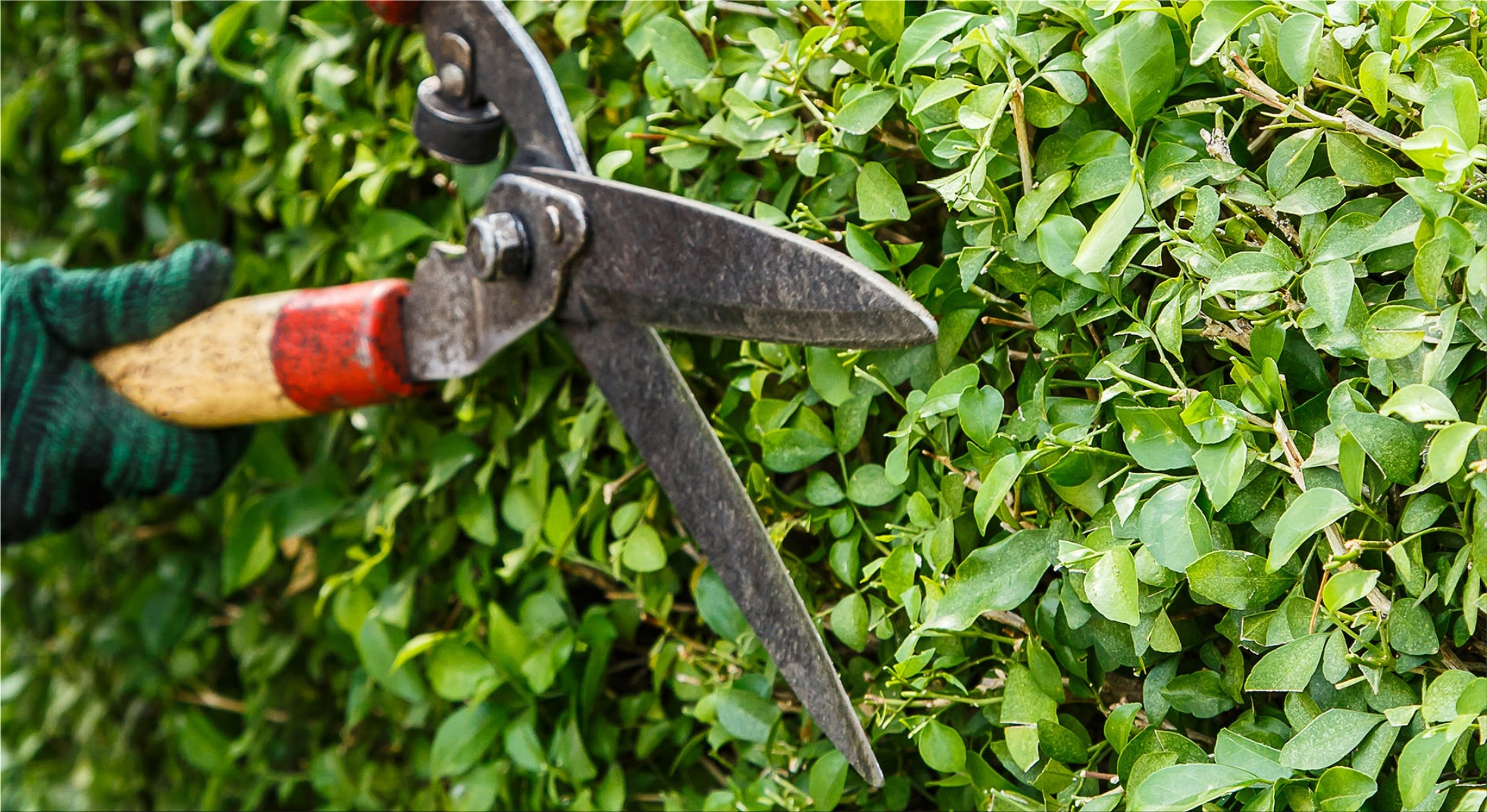 Autumn Hedge Care Guidelines