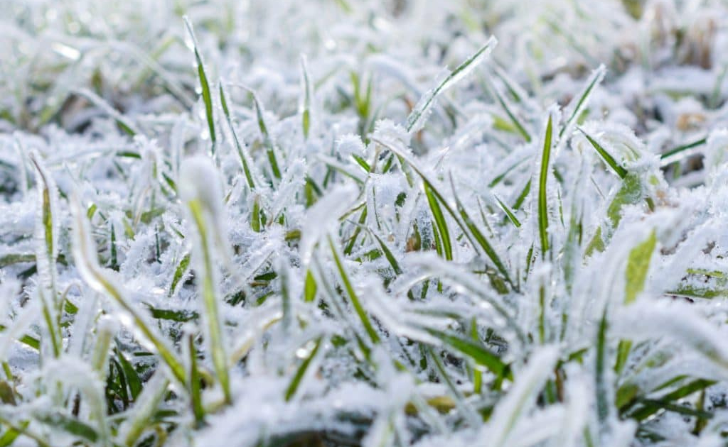 Getting Your Lawn Ready for Winter (3)