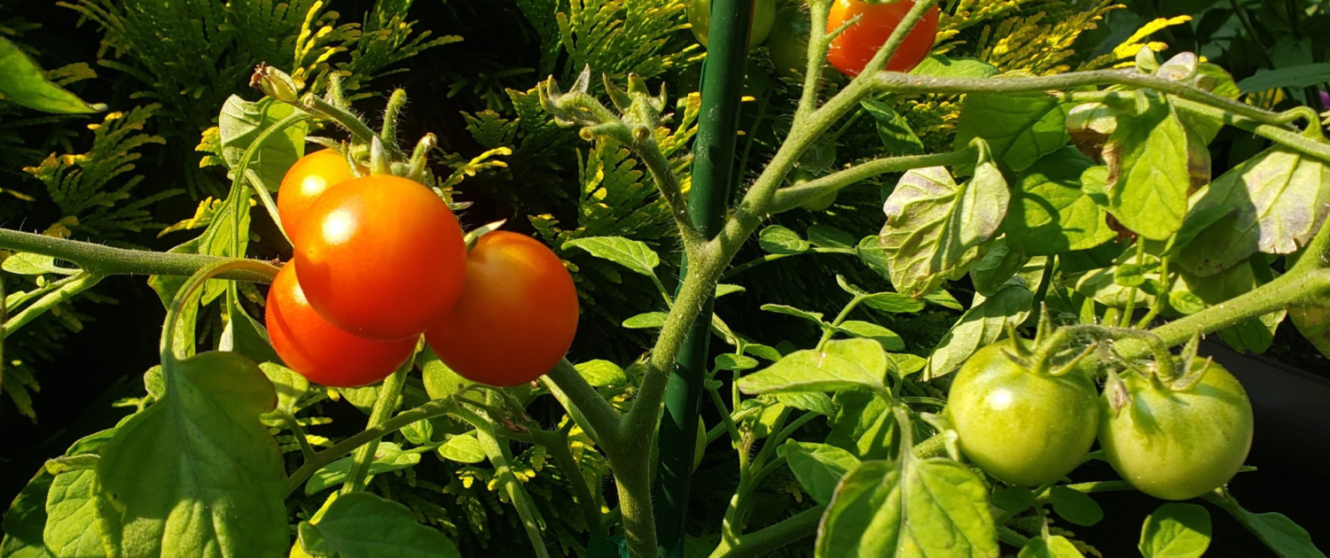 Edible Landscaping Incorporating Fruits and Vegetables into Your Yard (3)