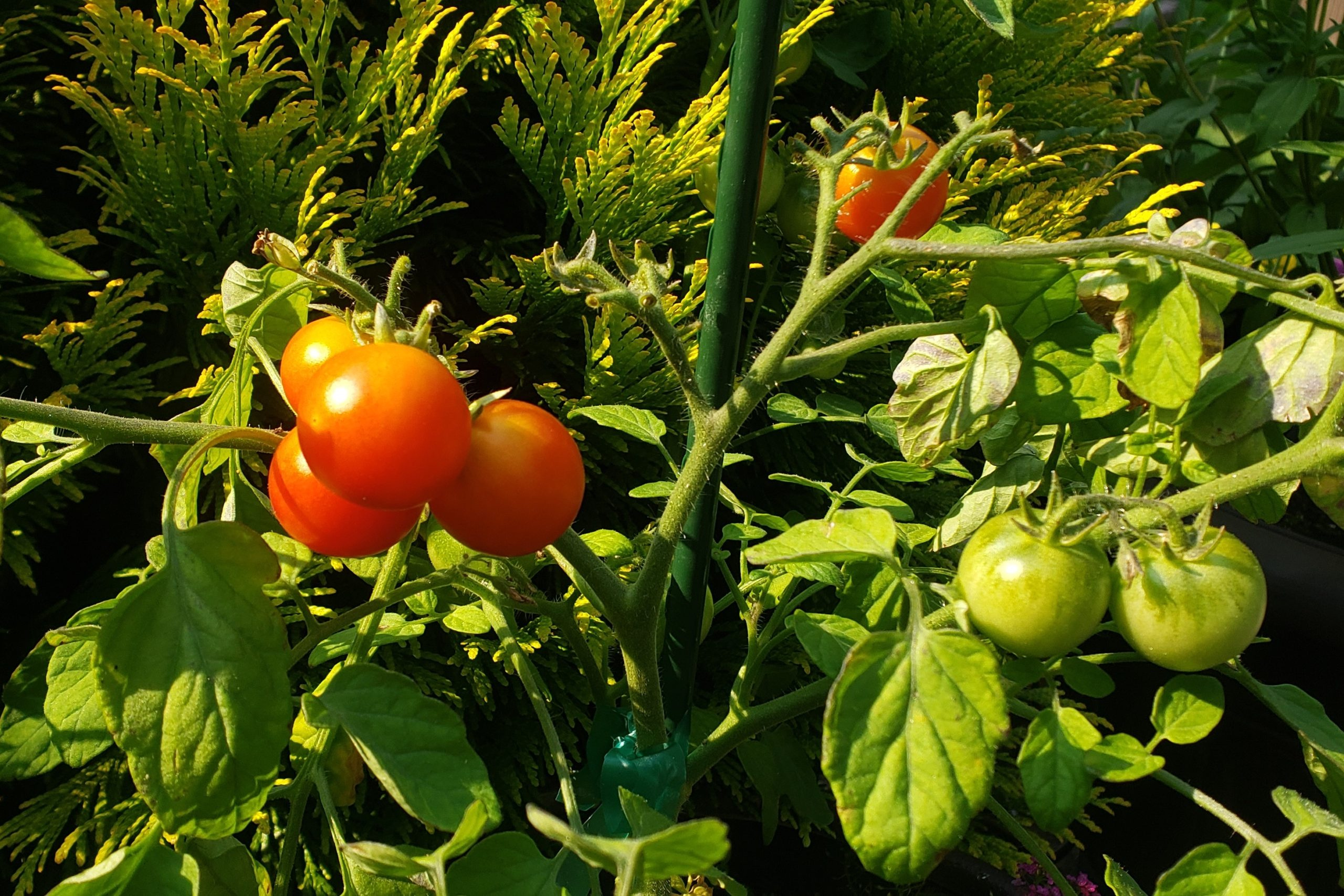 Edible Landscaping Incorporating Fruits and Vegetables into Your Yard (3)