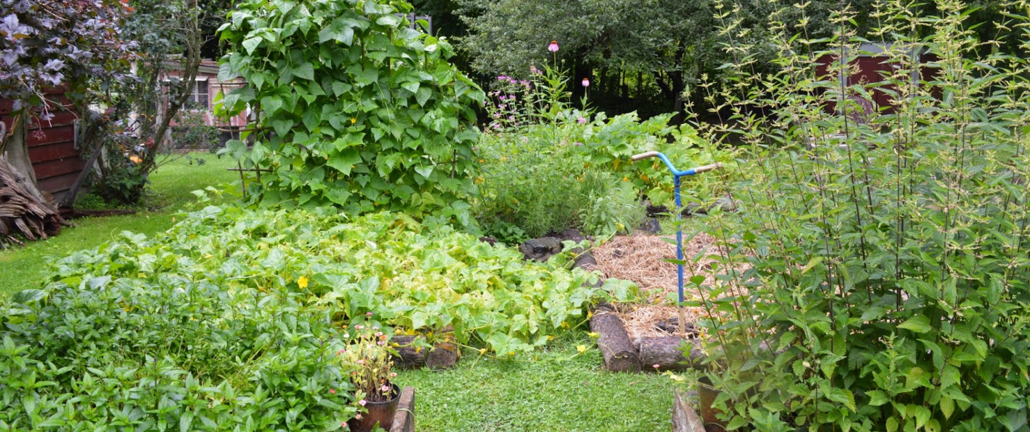 Growing Your Own Vegetables A Beginner’s Guide (3)