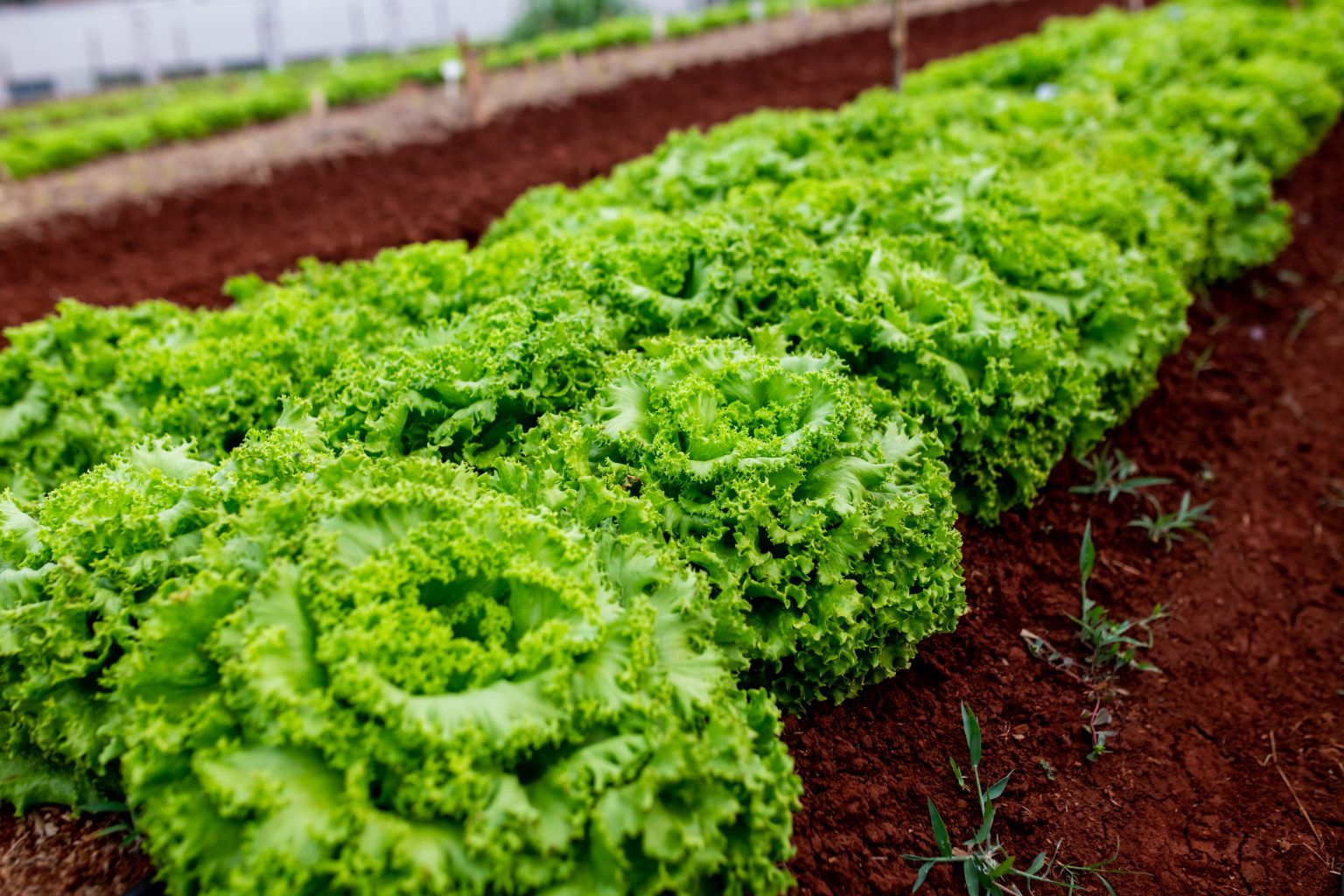 Growing Your Own Vegetables A Beginner’s Guide Growing Your Own Vegetables A Beginner’s Guide