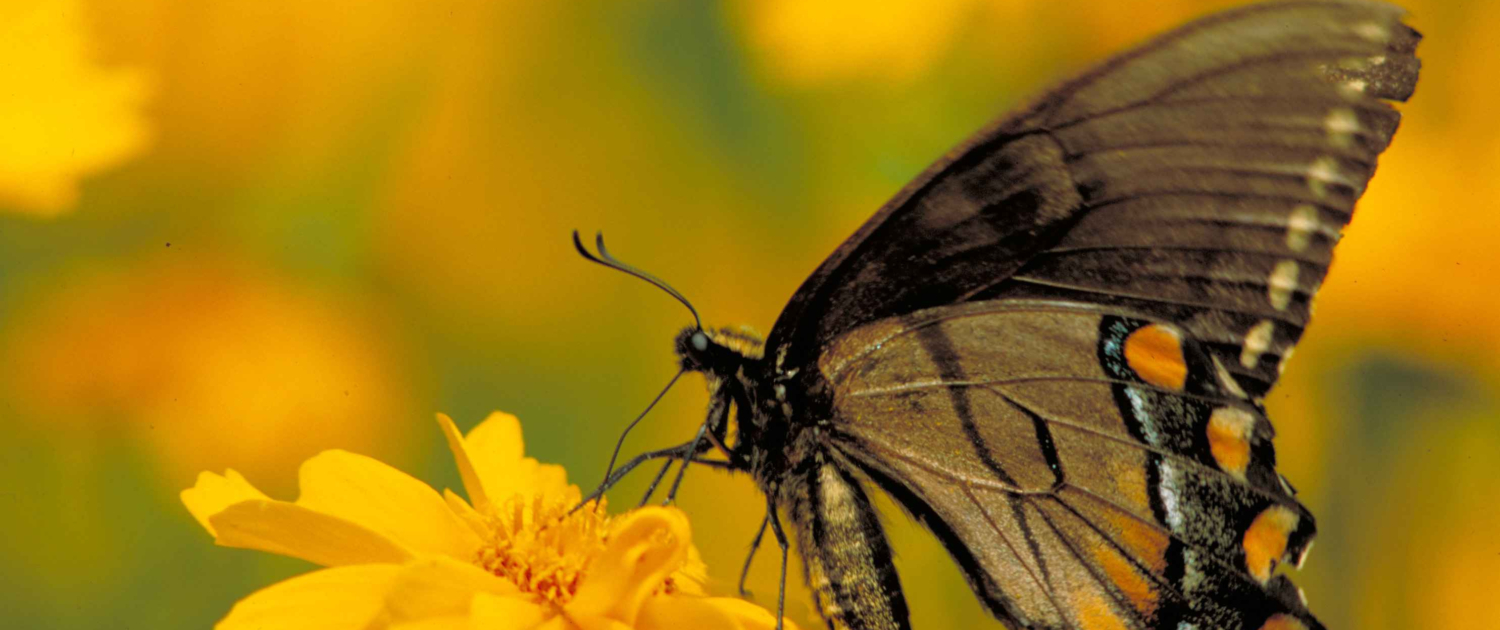 How to Create a Butterfly and Bee-Friendly Garden (3)