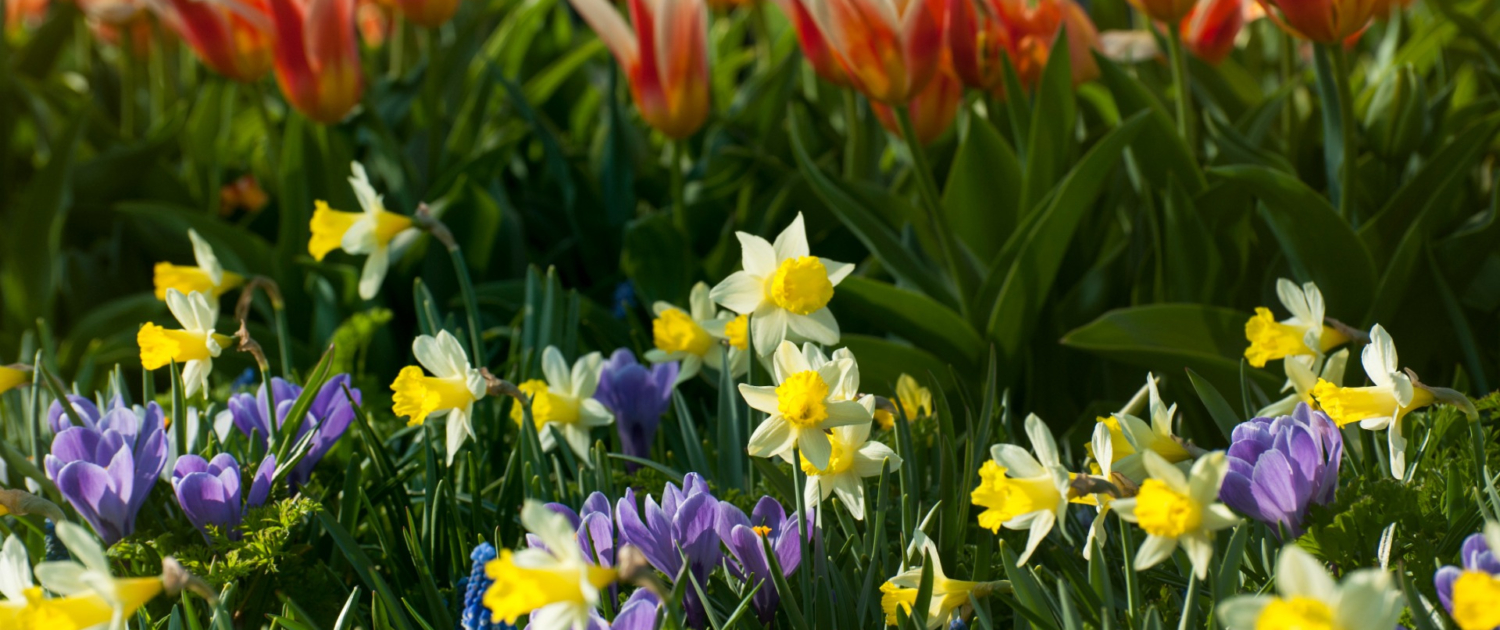 Organic Pest Control Natural Solutions for a Healthy Garden (2)