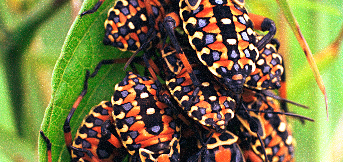 Organic Pest Control Natural Solutions for a Healthy Garden (4)