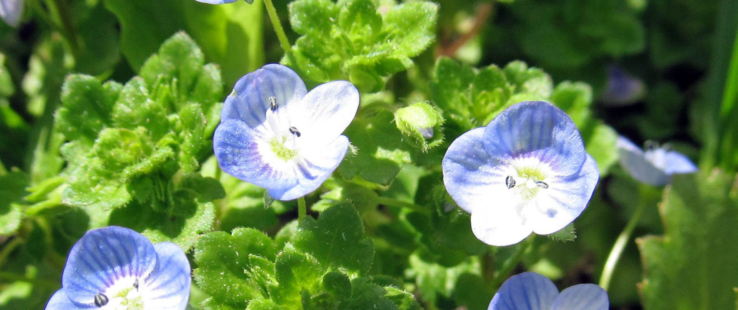 Perennial vs. Annual Plants Which is Best for Your Garden