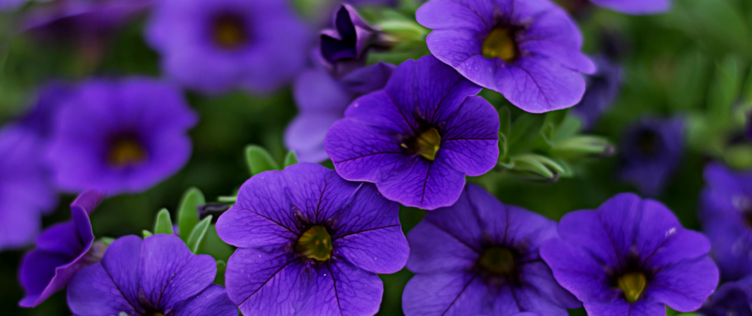 Perennial vs. Annual Plants Which is Best for Your Garden (2)