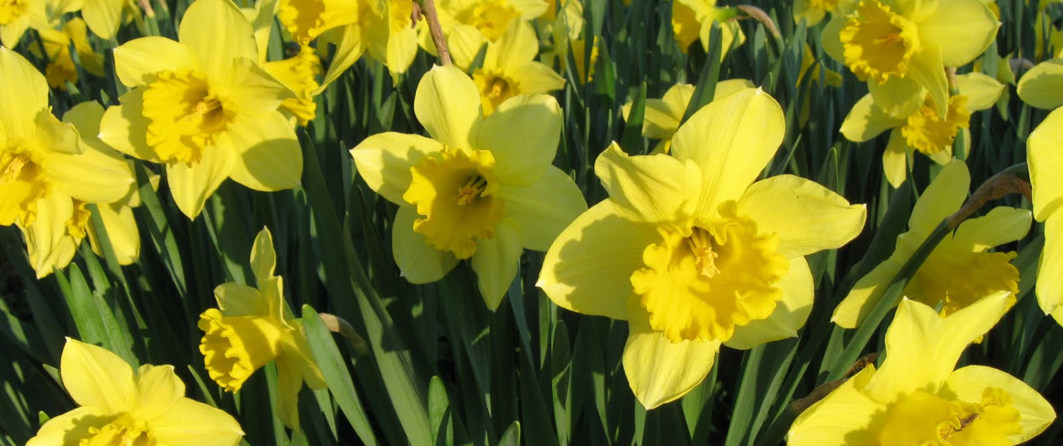 Perennial vs. Annual Plants Which is Best for Your Garden (3)