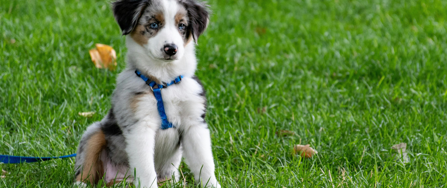 Pet-Safe Gardening Plants and Practices to Protect Your Furry Friends