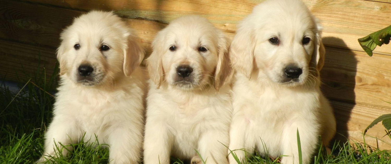 Pet-Safe Gardening Plants and Practices to Protect Your Furry Friends (2)