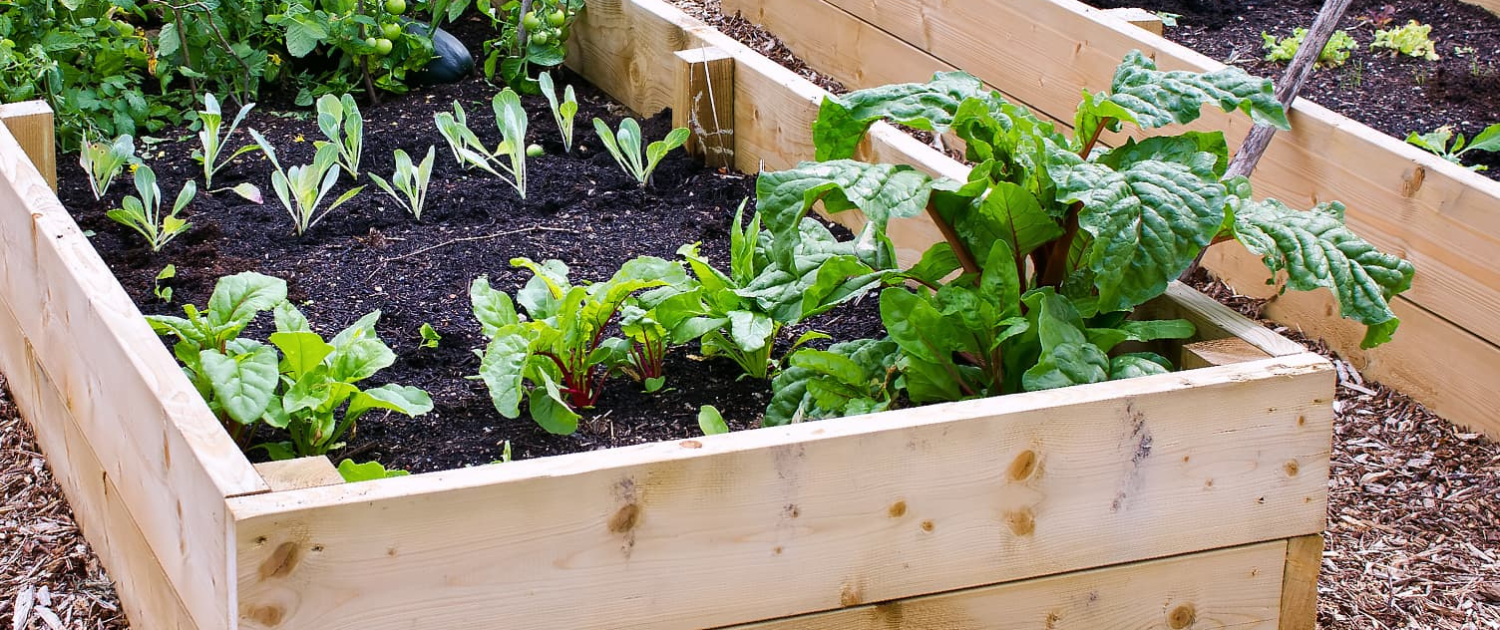 The Benefits of Raised Bed Gardening Why You Should Try It (2)
