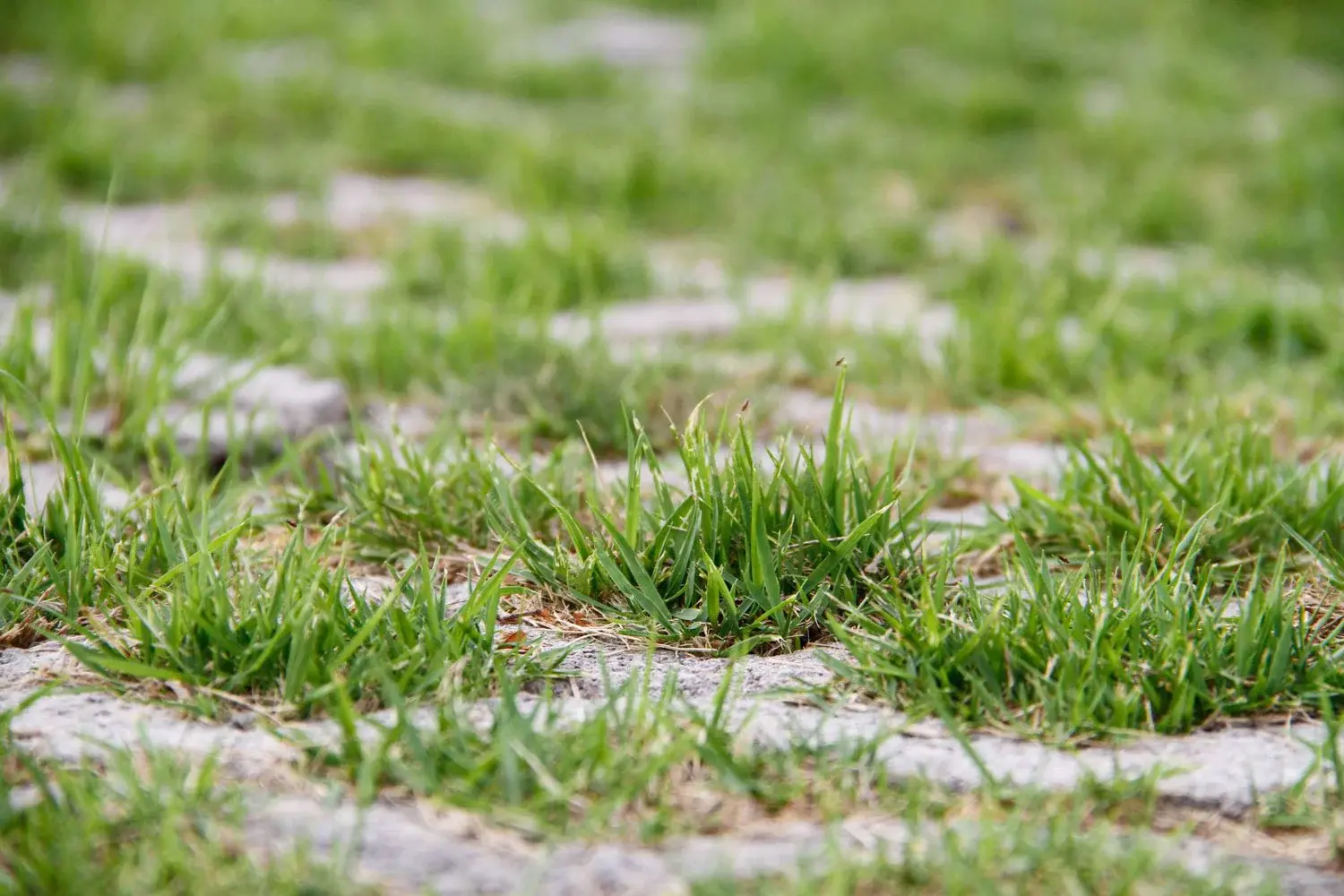 Common lawn problem and solutions