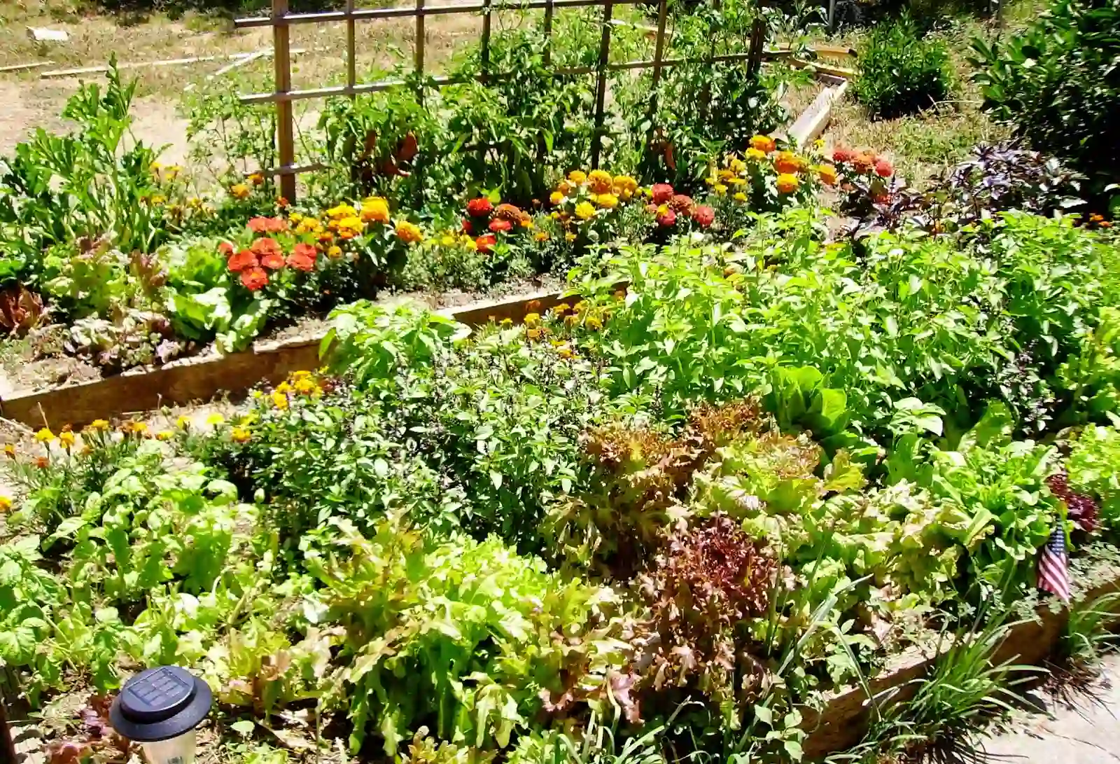 Pacific Northwest Vegetables