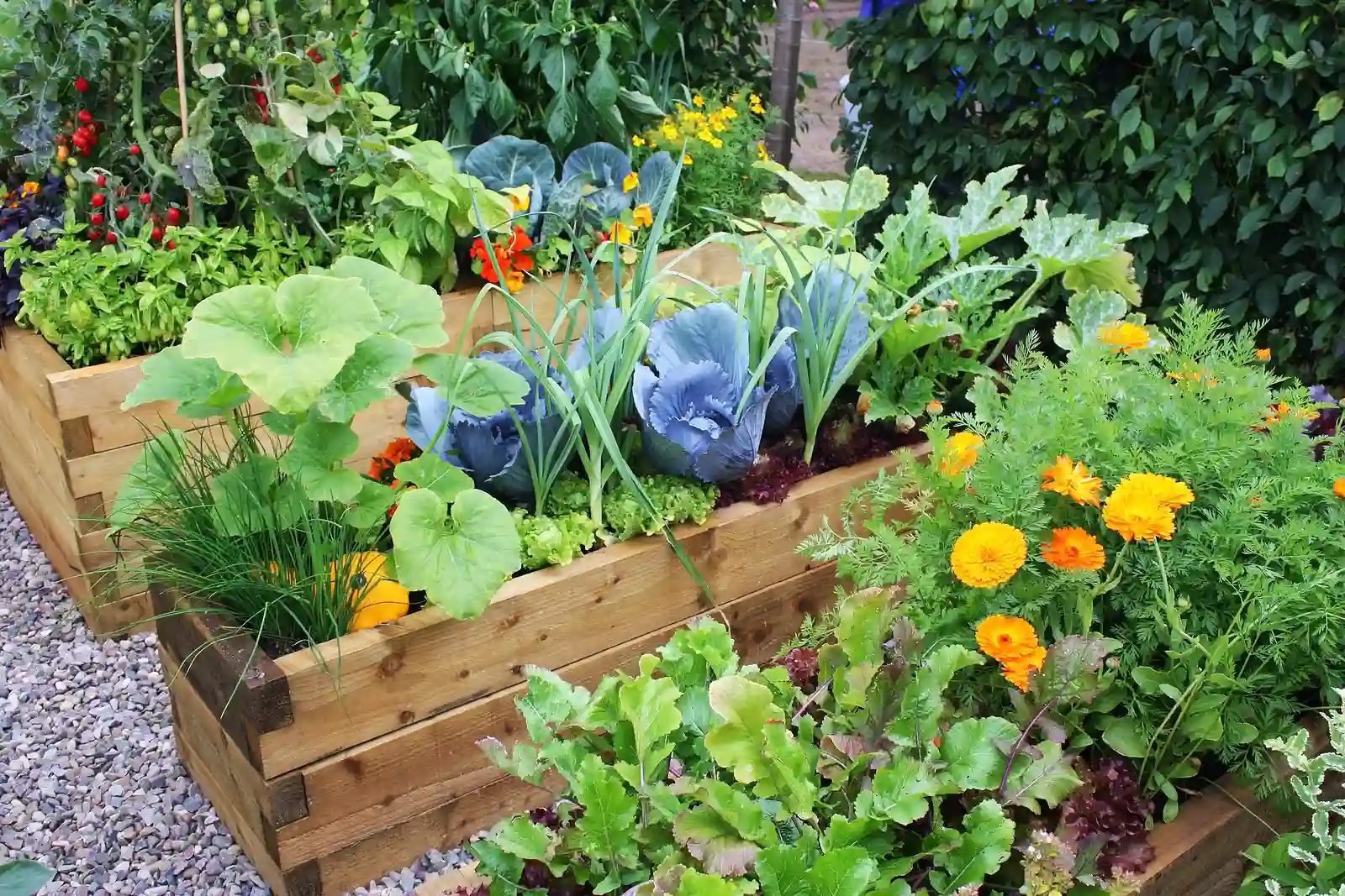 Vegetable Garden Picture Vegetable Garden Picture
