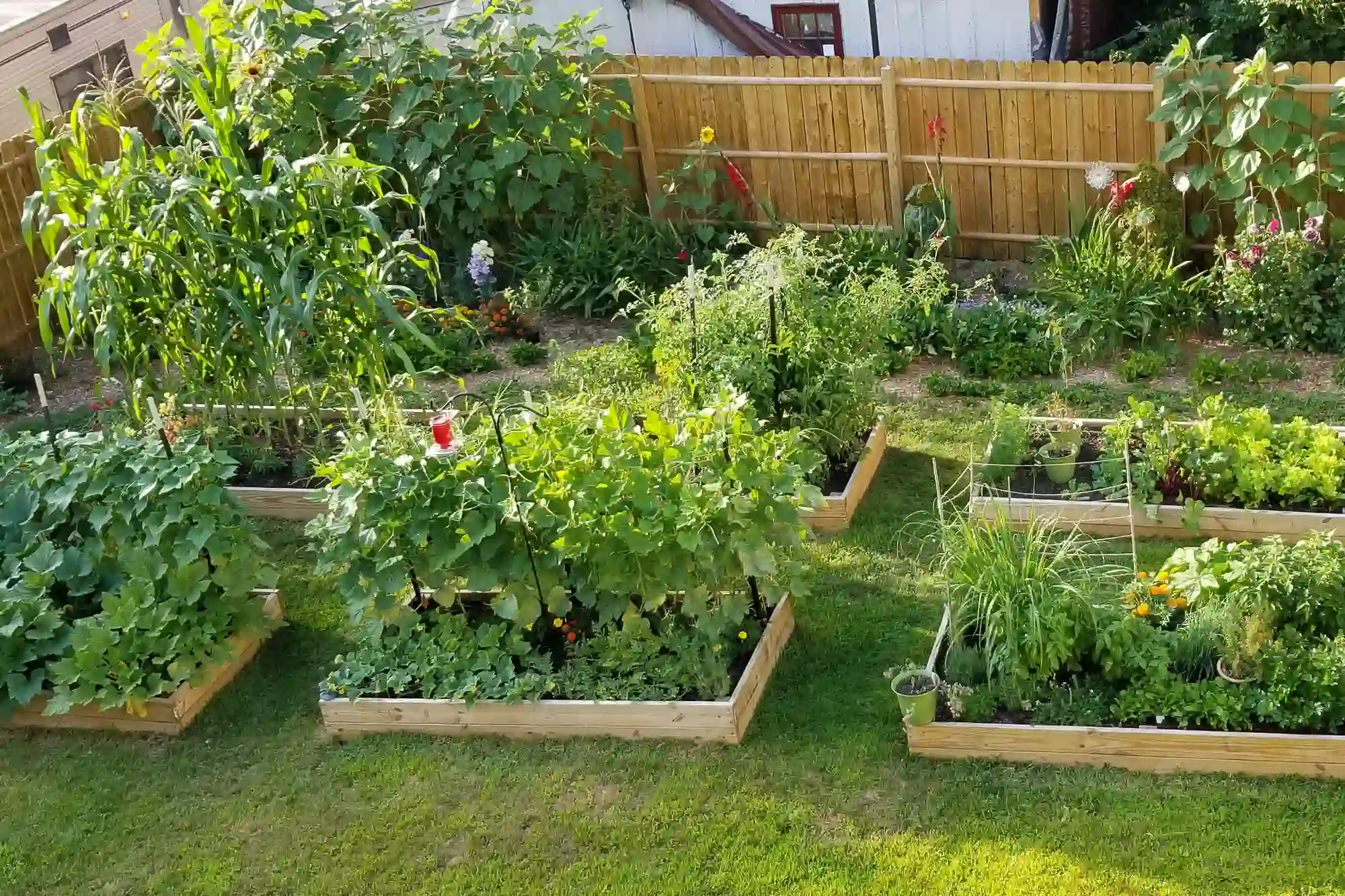 Starting your organic vegetable patch Starting your organic vegetable patch