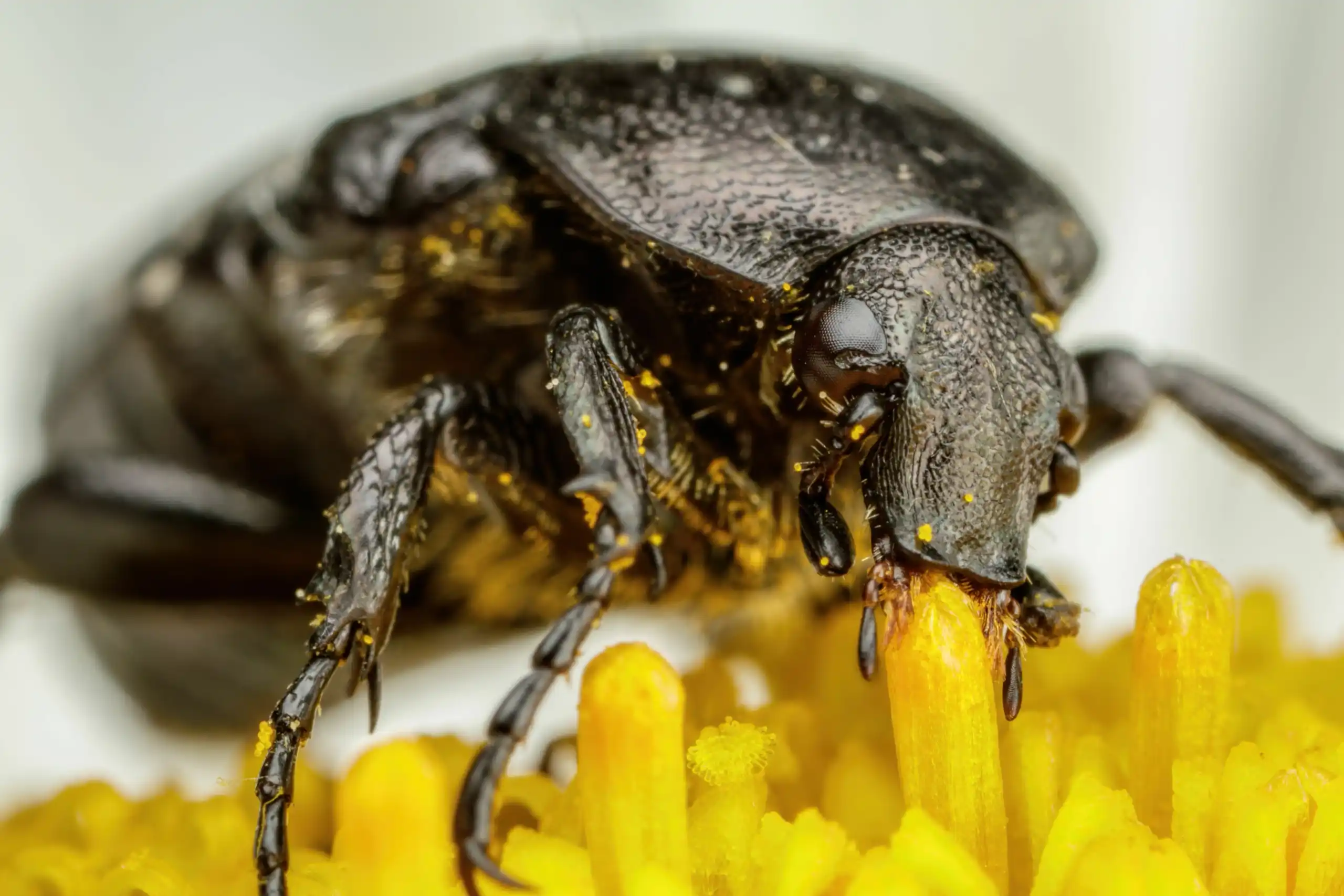Chafer Beetle Chafer Beetle