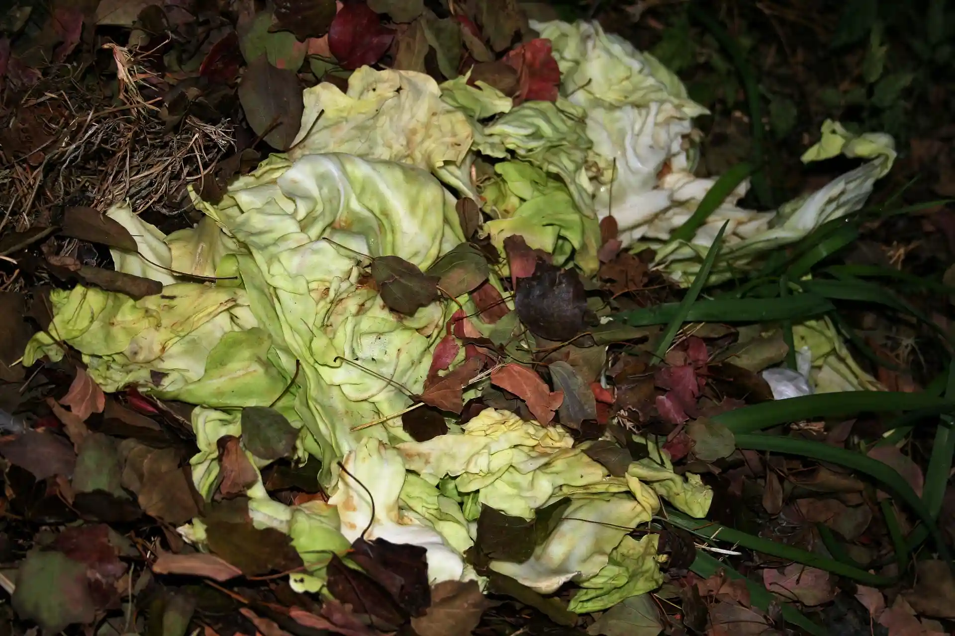 Mastering Compost Turn Kitchen Waste into Garden Gold Mastering Compost Turn Kitchen Waste into Garden Gold
