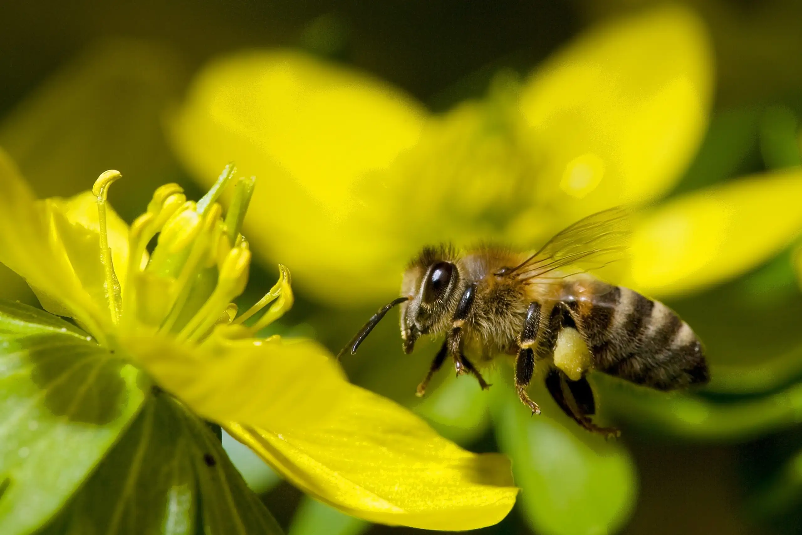 How to Create a Butterfly and Bee-Friendly Garden How to Create a Butterfly and Bee-Friendly Garden
