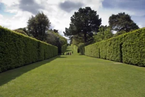 Correct Hedge Trimming and Cutting Techniques Correct Hedge Trimming and Cutting Techniques