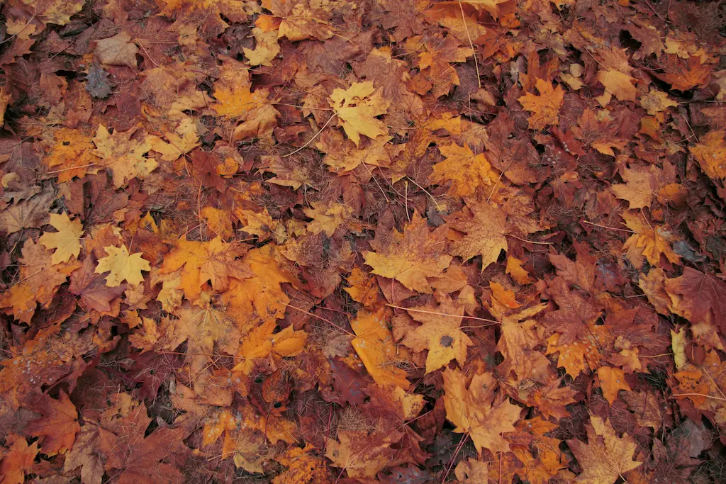 Autumn-Leaves