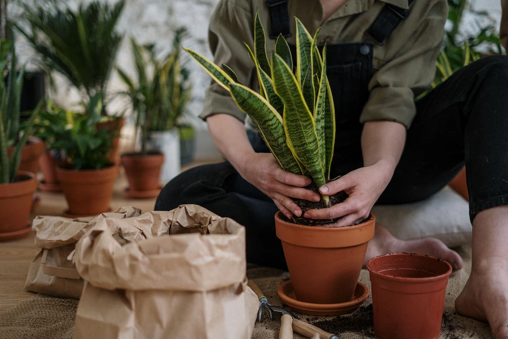 Potted Plants Indoor Potted Plants Indoor