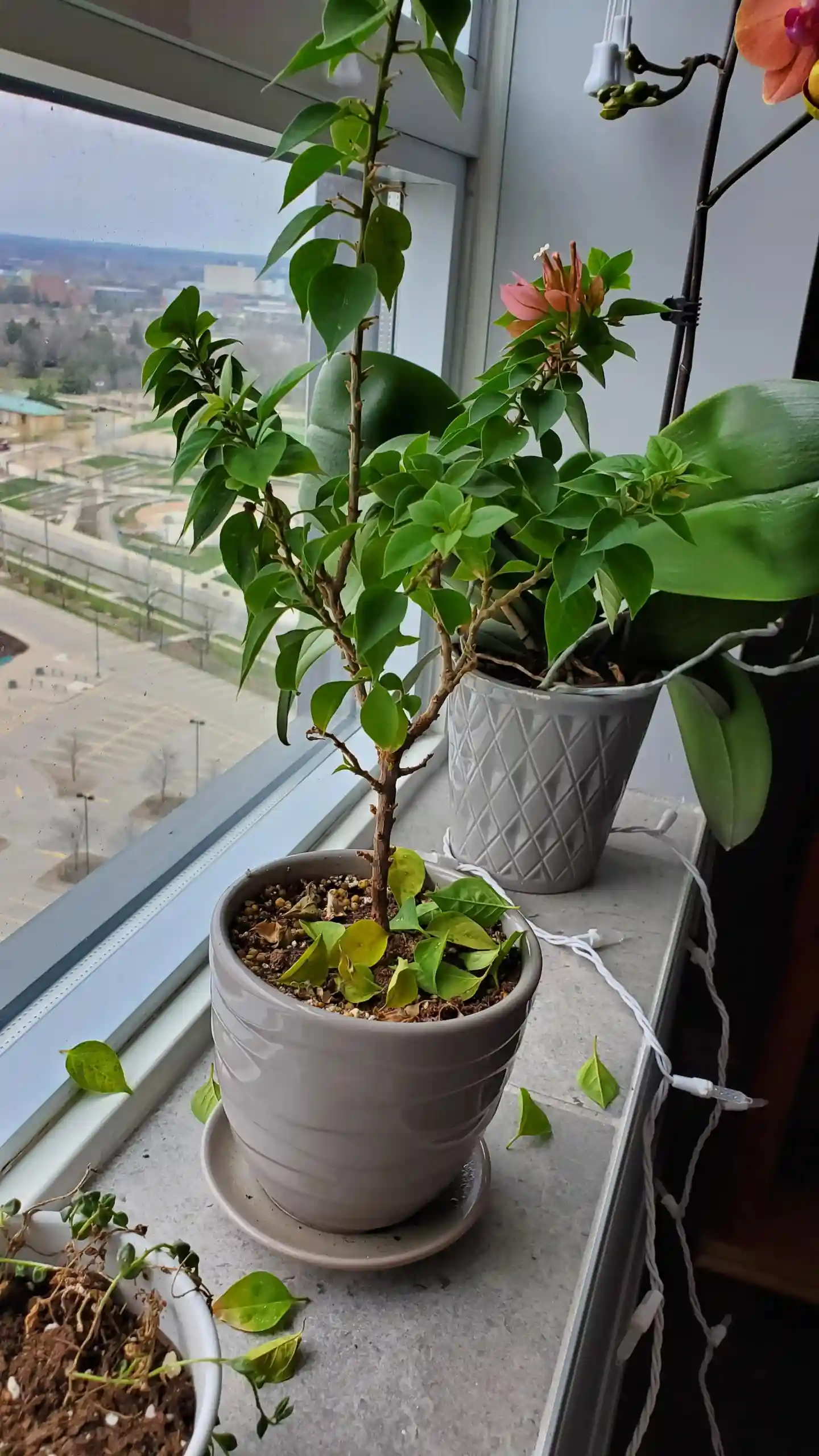 Pruning and Cleaning Pruning and Cleaning