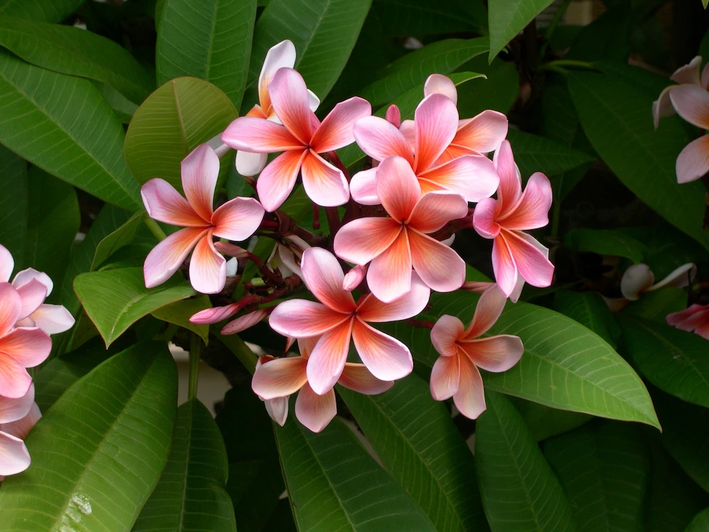 Tropical Flowers