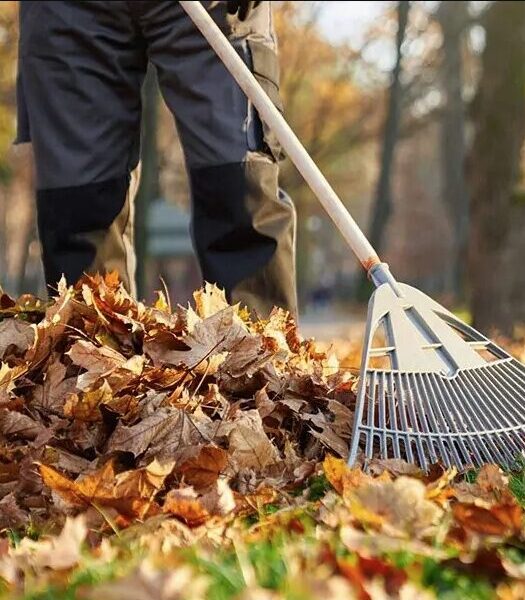 Abbotsford-Fall-Yard-Cleanup-Services-Abbotsford Greenlii Fall Clean Up Services