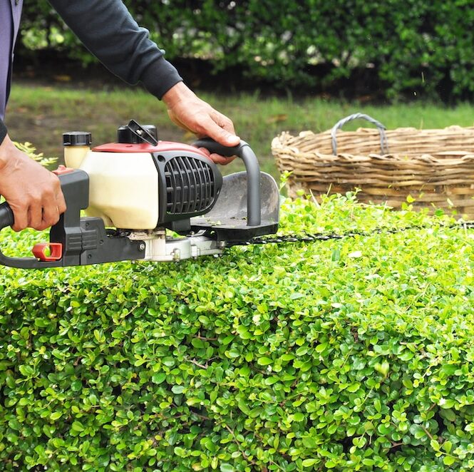 Abbotsford-Hedge-Trimming-Services-Abbotsford