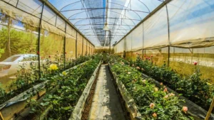 5 Essential Tips Every Gardener Should Know 5 Essential Tips Every Gardener Should Know