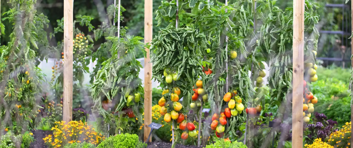 A Tapestry of Abundance